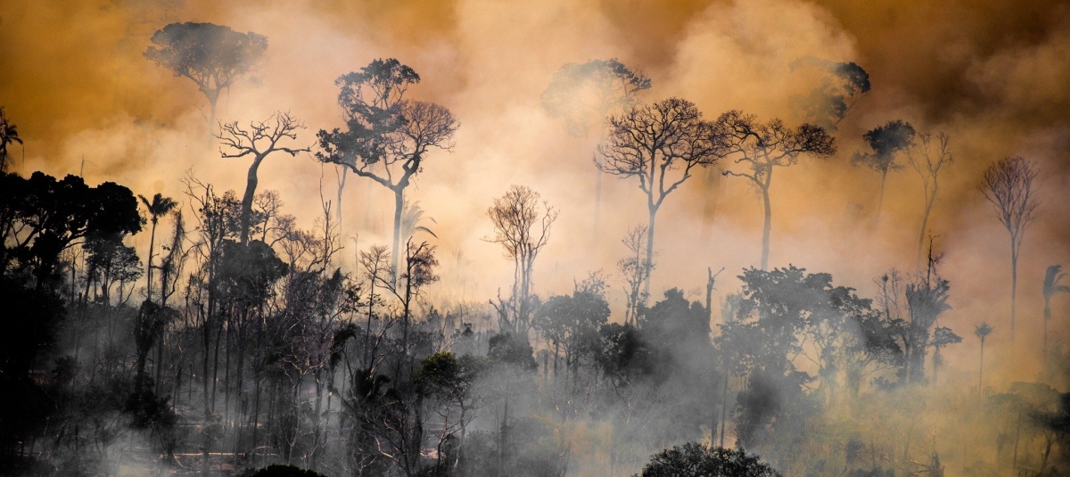 Foto: Greenpeace Brasil på Facebook, 01.09.2020
