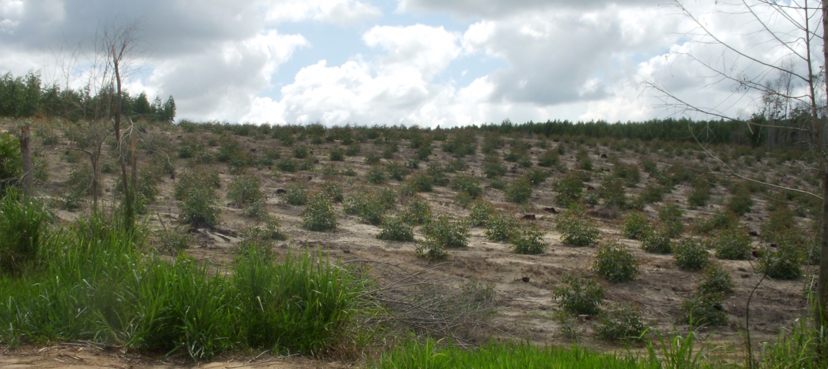 Foto: Nyleg planta eukalyptus.