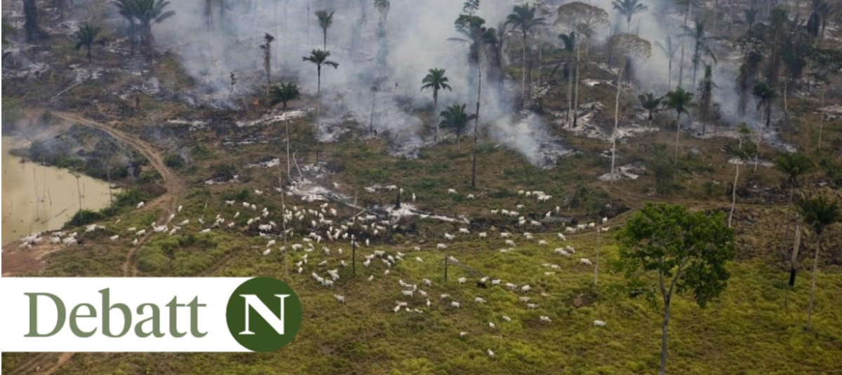 Foto: Daniel Beltra, Greenpeace / Repórter Brasil