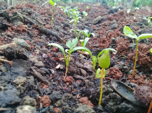 Foto: Rosa Ixchel/ Conavigua
