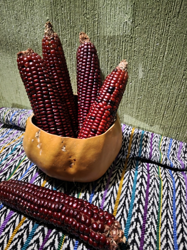 Foto: Rosa Ixchel/ Conavigua